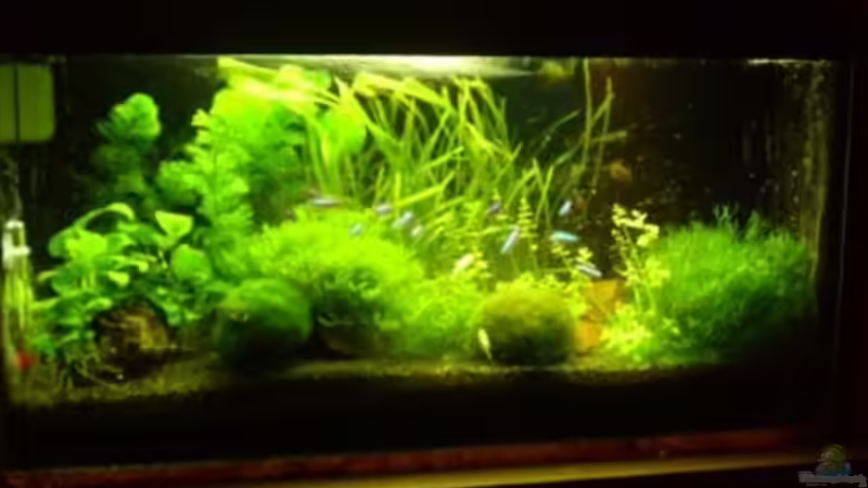 Komplett Ansicht Komplett Ansicht