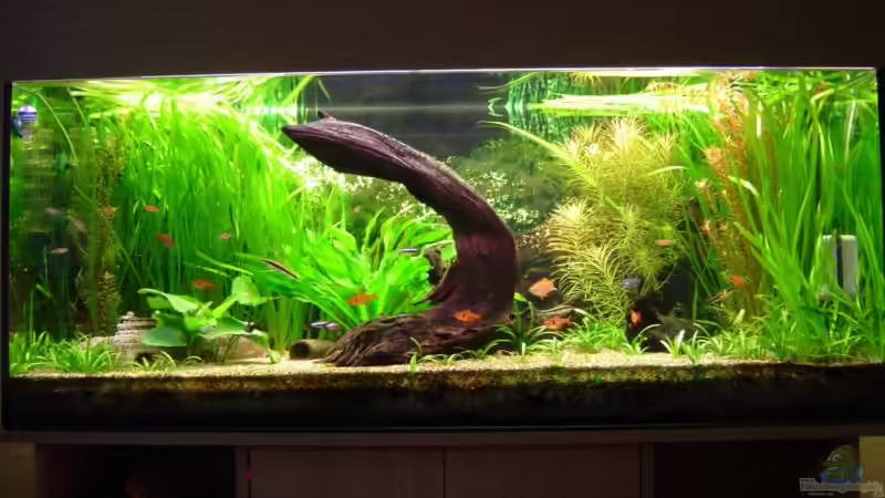 Komplettansicht des Beckens Komplettansicht des Beckens