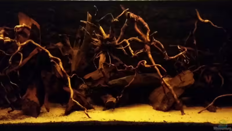 Komplettansicht (leider nicht die beste Qualität, da das Becken sehr dunkel ist) Komplettansicht (leider nicht die beste Qualität, da das Becken sehr dunkel ist)