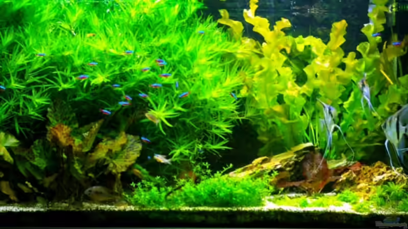 Komplettansicht Komplettansicht