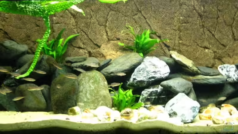 Komplettansicht Komplettansicht