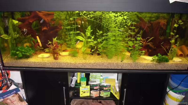 Komplette Becken ansicht von vorne Komplette Becken ansicht von vorne