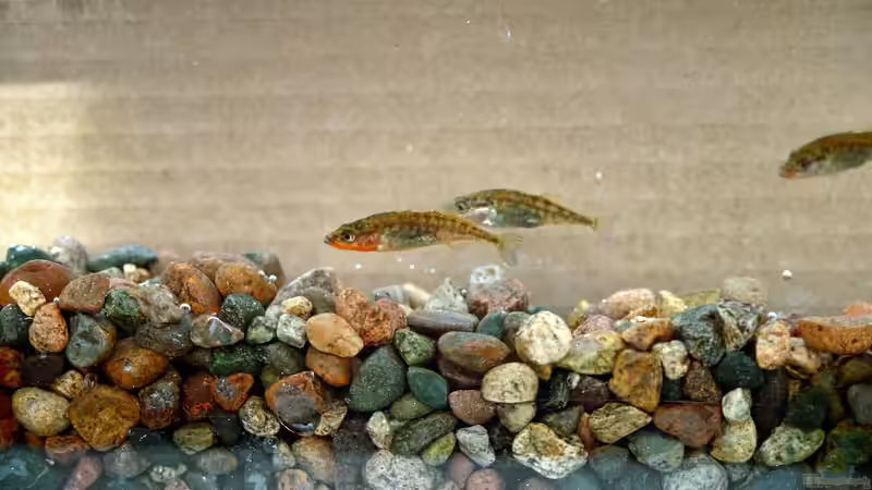 Komplex und faszinierend: Die Brutpflege bei Stichlingen