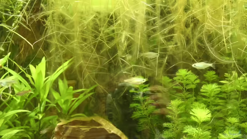 Aquarien mit Schwimmpflanzen