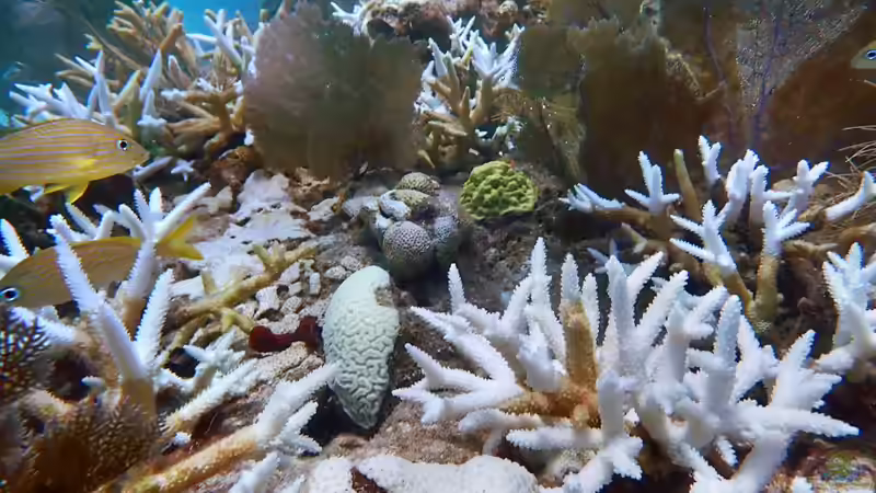 Korallenbleiche erkennen und behandeln - Ursachen und Gegenmaßnahmen