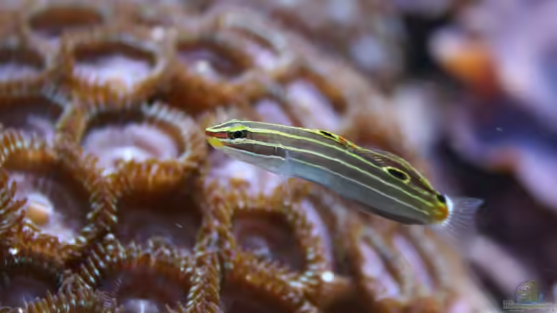 Koumansetta hectori im Aquarium halten (Einrichtungsbeispiele für Hectors Grundel)