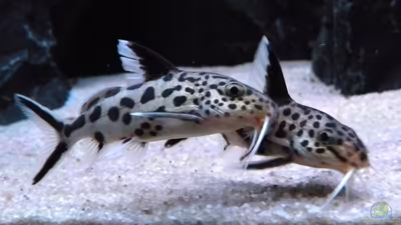 Kuckuckswelse aus dem Tanganjikasee: Brutparasitismus im Aquarium