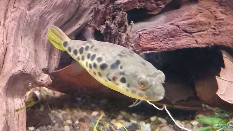 Kugelfische sind im Aquarium ein absoluter Hingucker