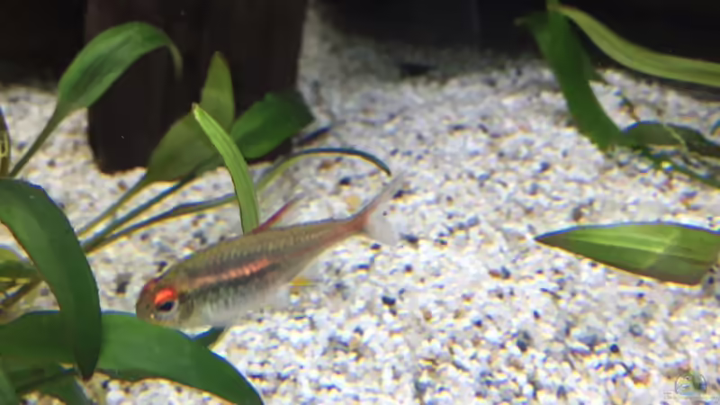 Aquarien mit Hasemania nana (Kupfersalmler)