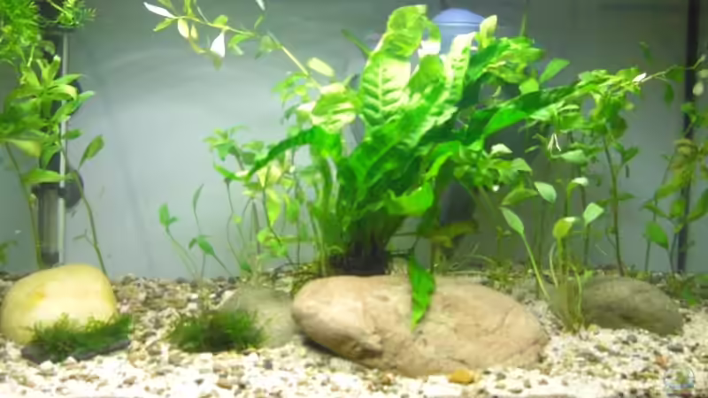 Kurz nach dem Einrichten. Jetzt muss es wachsen... Kurz nach dem Einrichten. Jetzt muss es wachsen...