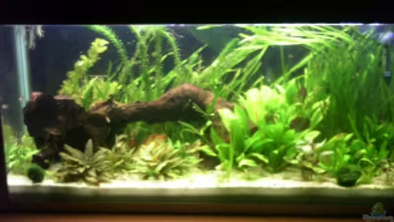 kurz nach dem gärtnern, deshalb linke Ecke etwas leer... kurz nach dem gärtnern, deshalb linke Ecke etwas leer...