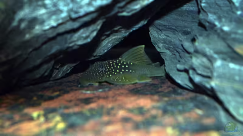 Aquarien mit Hemiancistrus subviridis (L 200)