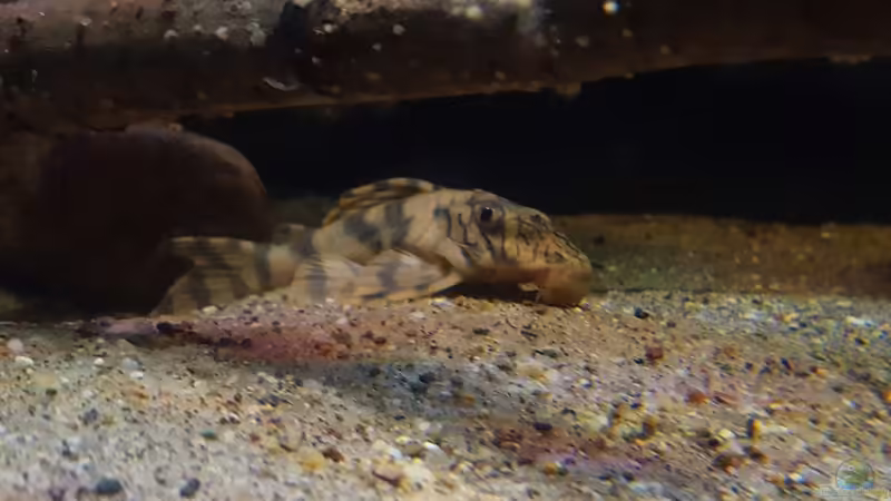 Aquarien für Peckoltia sp. braueri (Einrichtungsbeispiele für Wurmlinien-Zwergschilderwels, L-135)