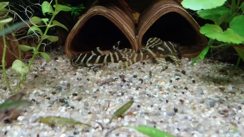 Aquarien mit Hypancistrus sp. "L 270" (Einrichtungsbeispiele für Curuá-Una-Zebrawels, LDA 76)