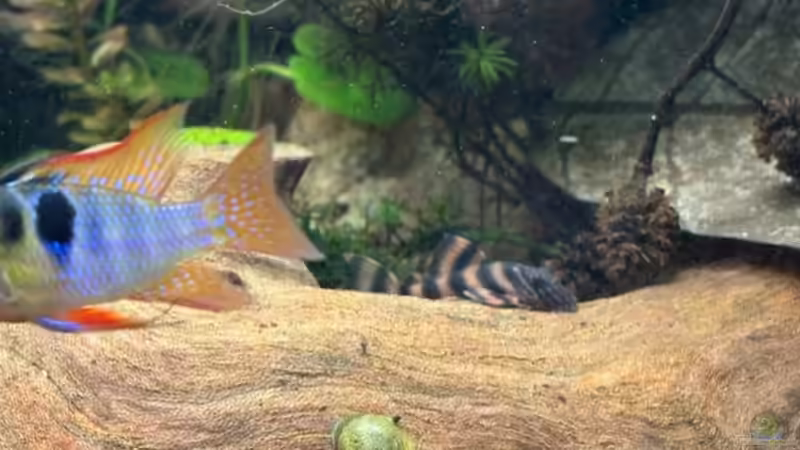 Aquarien mit Pseudacanthicus sp. "L 97" (Einrichtungsbeispiele für Gelbflecken-Kaktuswels)