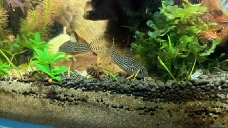 Aquarien mit Panaqolus sp. "L 397" (Einrichtungsbeispiele für L-397)