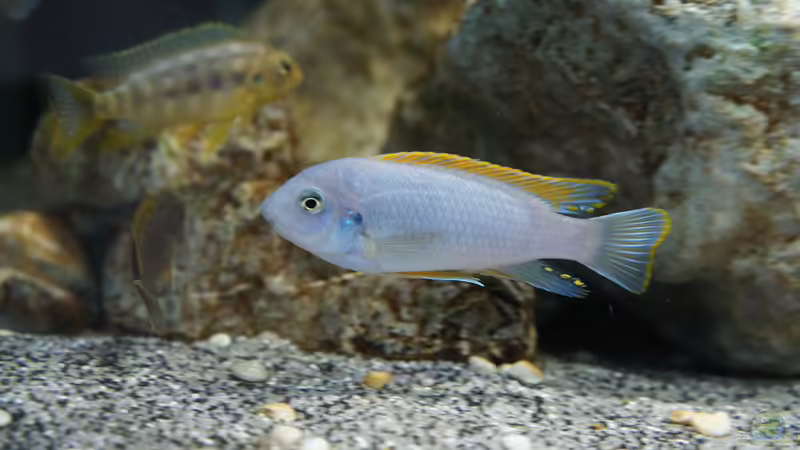 Einrichtungsbeispiele für ein Aquarium mit Labeotropheus fuelleborni (Schabemaulbuntbarsch)