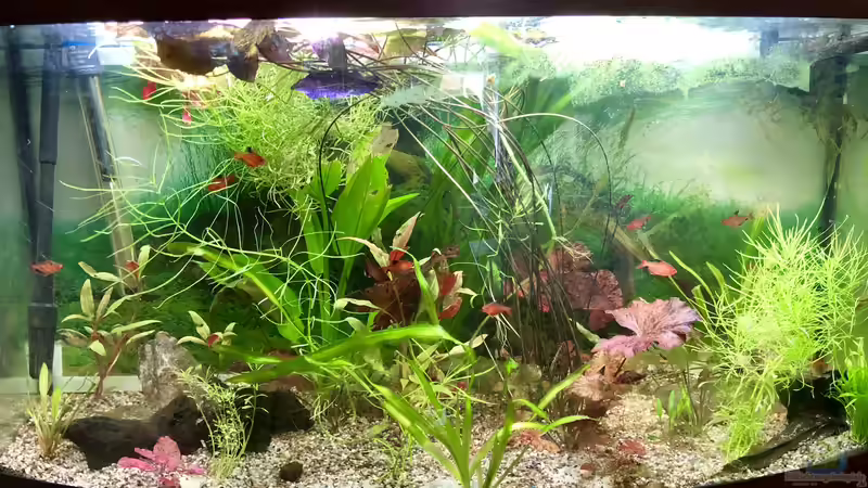 Laetacara dorsigera und Hyphessobrycon eques Laetacara dorsigera und Hyphessobrycon eques