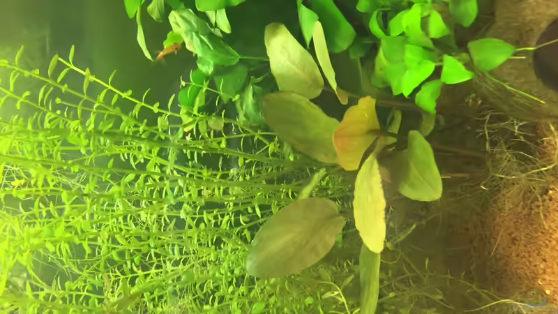 Lagenandra meeboldii im Aquarium pflanzen (Einrichtungsbeispiele mit Lagenandra meeboldii)