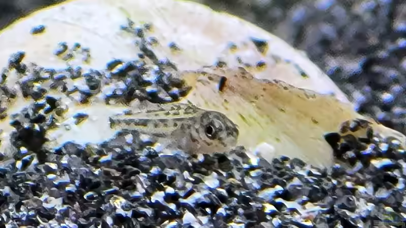 Lamprologus kungweensis im Aquarien halten (Einrichtungsbeispiele für L. kungweensis)