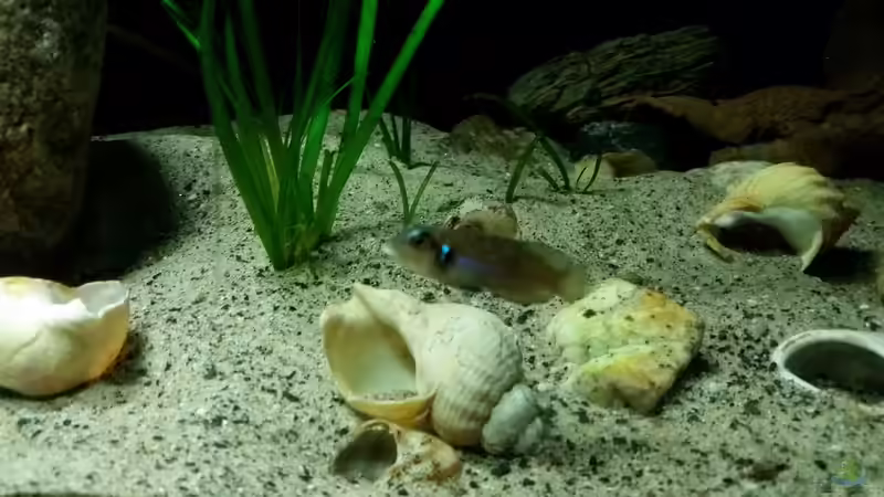 Einrichtungsbeispiele für Lamprologus ocellatus (Tanganjika-Schneckenbuntbarsch)