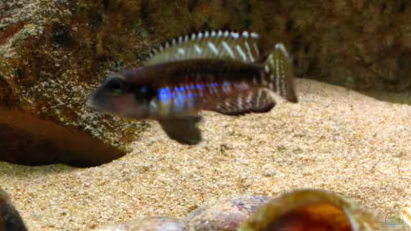 Aquarien mit Lamprologus speciosus