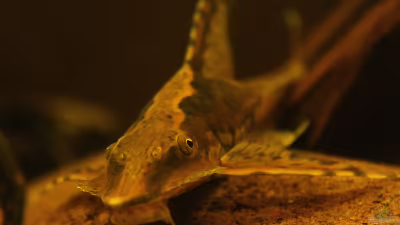 Lange Flossen aus Venezuela, der Sturisoma festivum / Langflossen-Harnischwels