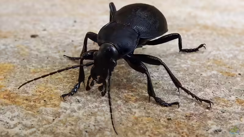 Laufkäfer - nächtlicher Jäger im Garten