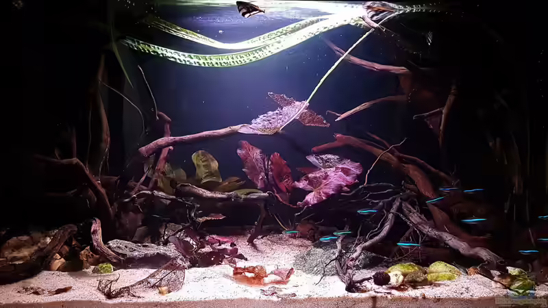 Layout (Feb 2019) Layout (Feb 2019)