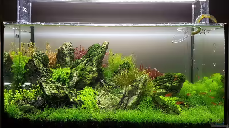 Layout (März 2019) Layout (März 2019)