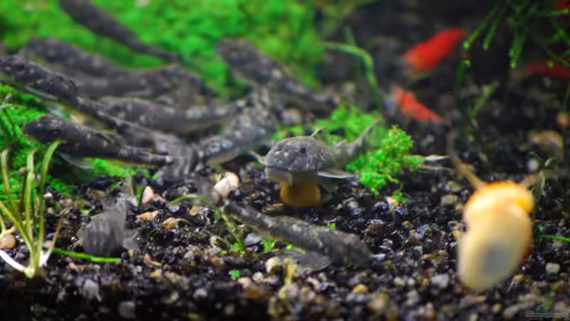 Aquarien für Parotocinclus jumbo (Pitbull-Harnischwels, LDA 25)