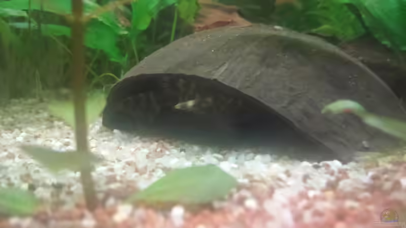 Aquarien mit Panaqolus maccus (L 162)