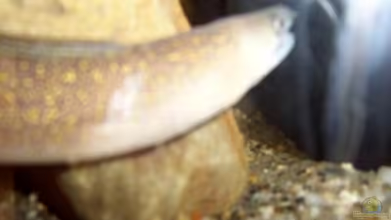 Leider etwas unscharf - Muräne aus der Nähe Leider etwas unscharf - Muräne aus der Nähe