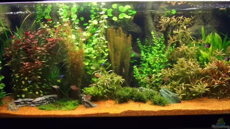 Leider fehlen hier links und rechts jeweils gute 25 cm; ich bekomm das irgendwie nicht komplett scharf auf ein Foto drauf Leider fehlen hier links und rechts jeweils gute 25 cm; ich bekomm das irgendwie nicht komplett scharf auf ein Foto drauf