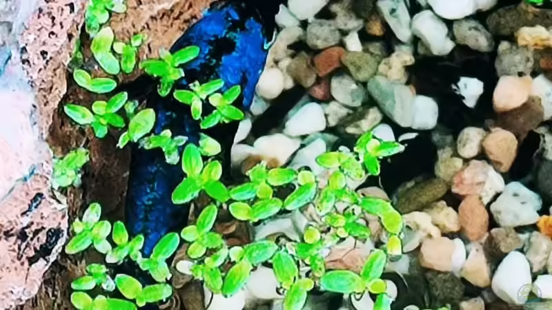 Lemna minor / Kleine Wasserlinse