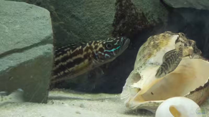 Lepidiolamprologus im Aquarium halten (Einrichtungsbeispiele für Lepidiolamprologus-Arten)
