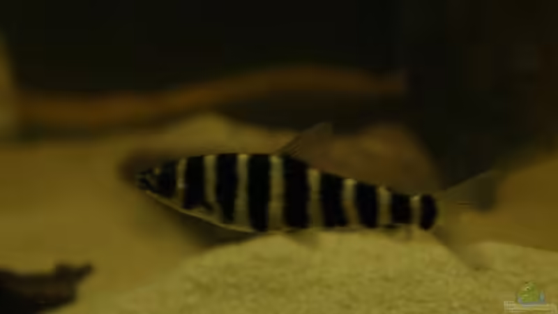 Aquarien mit Leporinus fasciatus (Einrichtungsbeispiele für Gebänderten Leporinus)