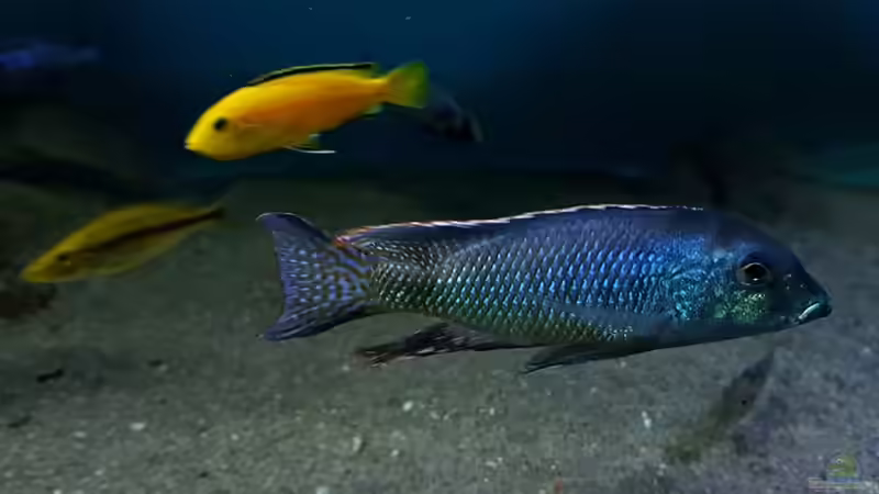Lethrinops leptodon im Aquarium halten (Einrichtunsbeispiele für Lethrinops leptodon)