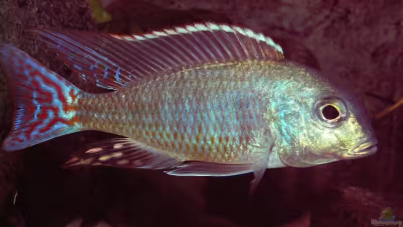 Aquarien mit Lethrinops marginatus