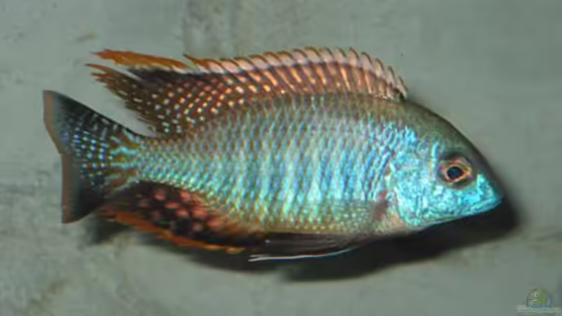 Lethrinops sp. rainbow tanzania im Aquarium halten (Einrichtungsbeispiele für Lethrinops sp. rainbow tanzania)