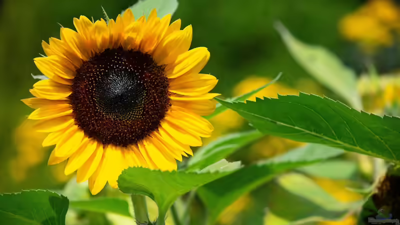 Lichtverhältnisse verstehen: Schatten, Halbschatten, Sonne