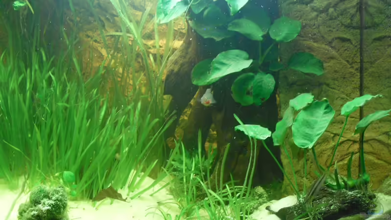 Lido 120 wie es mir gefällt Lido 120 wie es mir gefällt