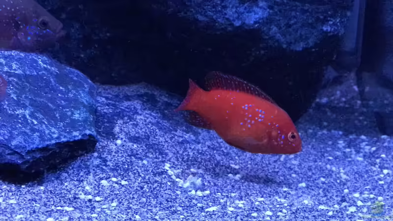 Einrichtungsbeispiele für die Haltung von Hemichromis lifalili (Juwelenbuntbarsch)