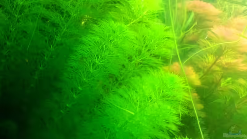 Limnophila indica im Aquarium pflanzen (Einrichtungsbeispiele mit Indischer Sumpffreund)