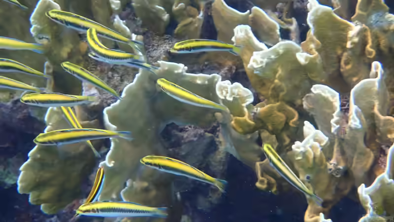 Lippfische: Beliebte Meerwasserfische mit besonderen Namen