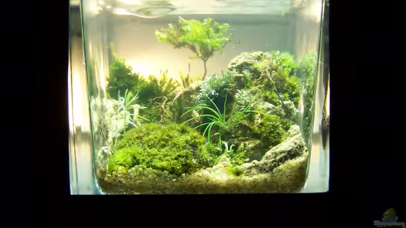 Little Big Tree Little Big Tree