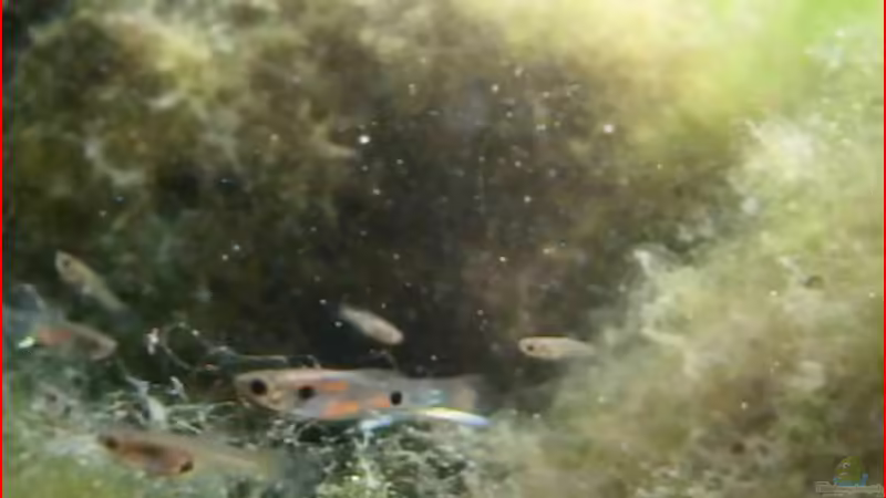 Live aus den Biotopen - Der Venezualer auf Abwegen, der Guppy Salvaje Mexicano