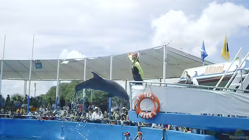 Lohnt sich ein Besuch im Miami Seaquarium?