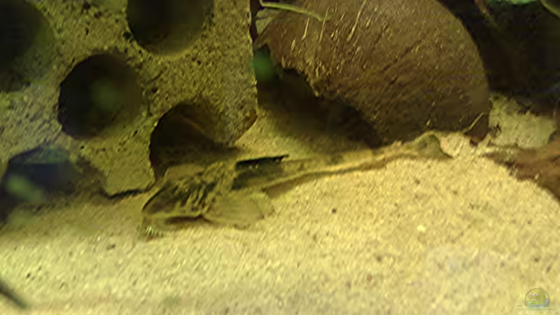 Loricaria simillima im Aquarium halten (Einrichtungsbeispiele für Maulbrütender Hexenwels)