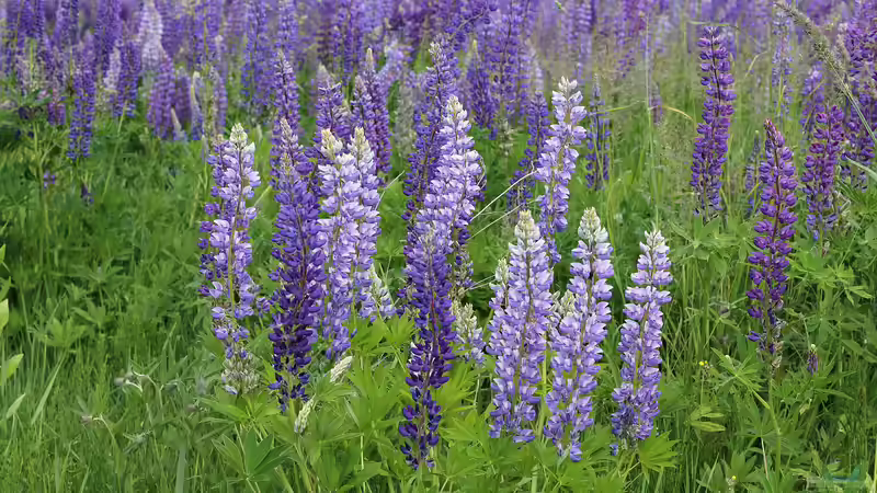 Lupinen - Die Wunderpflanzen der Zukunft?